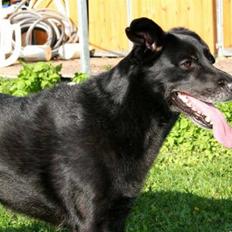 Blanding af racer Freja