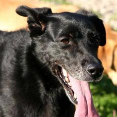 Blanding af racer Freja