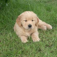 Golden retriever Bella