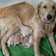 Golden retriever Bella
