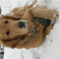 Golden retriever Bella