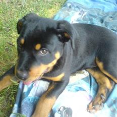 Rottweiler Zhila