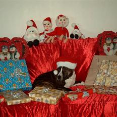 Amerikansk staffordshire terrier Snuggi