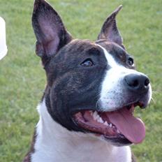 Amerikansk staffordshire terrier Snuggi