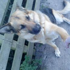 Schæferhund amanda *my life*