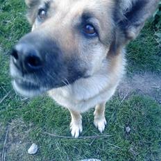 Schæferhund amanda *my life*