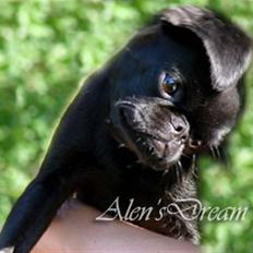 Griffon petit brabancon Yurmala