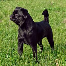 Griffon petit brabancon Yurmala