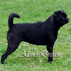 Griffon petit brabancon Yurmala