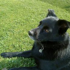 Hollandsk hyrdehund pumba