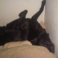 Labrador retriever Mille Jørgensen