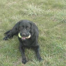 Labrador retriever Mille Jørgensen