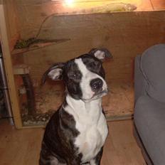 Amerikansk staffordshire terrier fear