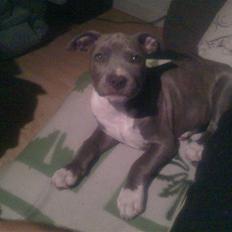 Amerikansk staffordshire terrier jessica