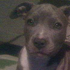 Amerikansk staffordshire terrier jessica