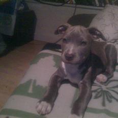 Amerikansk staffordshire terrier jessica