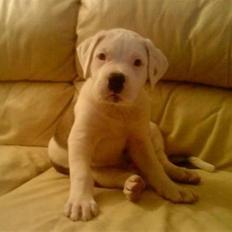 Blanding af racer Super Karla