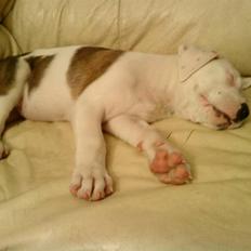 Blanding af racer Super Karla