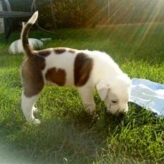 Blanding af racer Super Karla