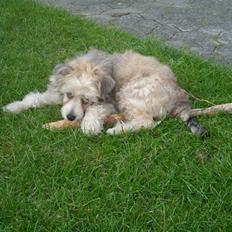Chinese crested powder puff Bruno