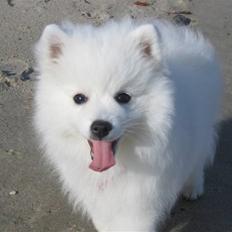 Japansk spids Bella-Lucca