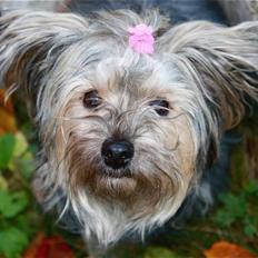 Blanding af racer Yorkiepoo´n Milla