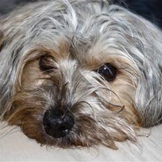 Blanding af racer Yorkiepoo´n Milla