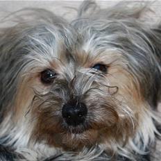 Blanding af racer Yorkiepoo´n Milla