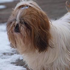 Shih tzu HappyLady Vom Drachenberg