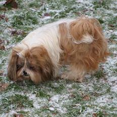 Shih tzu HappyLady Vom Drachenberg