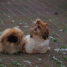Shih tzu HappyLady Vom Drachenberg