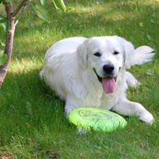 Golden retriever Bounty (RIP) 
