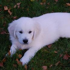 Golden retriever Bounty (RIP) 