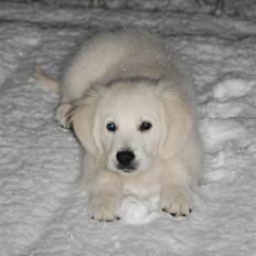 Golden retriever Bounty (RIP) 