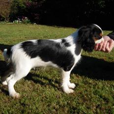 Cavalier king charles spaniel Louis TIL SALG