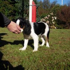 Cavalier king charles spaniel Louis TIL SALG