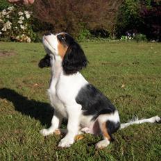 Cavalier king charles spaniel Louis TIL SALG