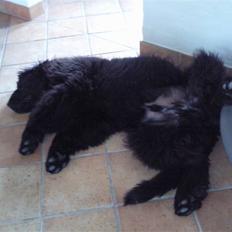 Newfoundlænder Austin