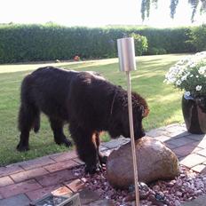 Newfoundlænder Austin