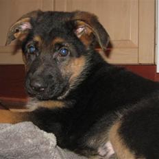 Schæferhund Alderslyst Cello (Cody)