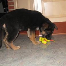 Schæferhund Alderslyst Cello (Cody)