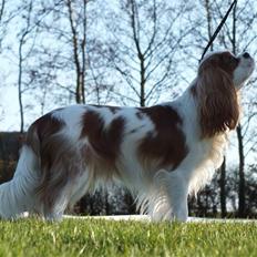 Cavalier king charles spaniel Thyholms Bella Perla - Perla