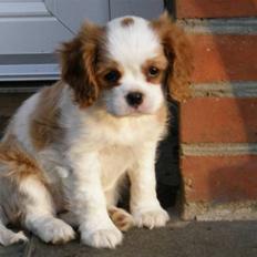 Cavalier king charles spaniel Thyholms Bella Perla - Perla