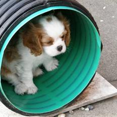 Cavalier king charles spaniel Thyholms Bella Perla - Perla