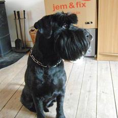 Mellemschnauzer mohner`s yari