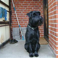 Mellemschnauzer mohner`s yari