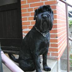 Mellemschnauzer mohner`s yari