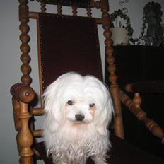 Malteser Maxi (Himmelhund)