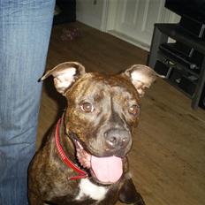 Amerikansk bulldog Topp´s Magic Tilde