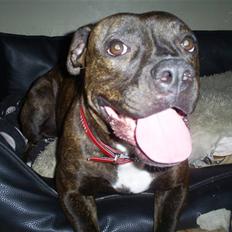 Amerikansk bulldog Topp´s Magic Tilde